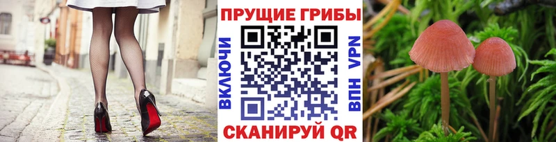 нарко площадка клад  mega ТОР  Рудня  Галлюциногенные грибы Cubensis 